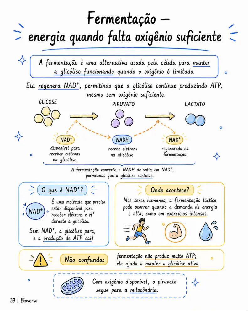 Guia ilustrado para revisar temas de saúde
